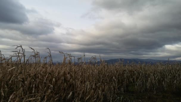 Maíz Cosechado Campo Las Montañas — Vídeo de stock