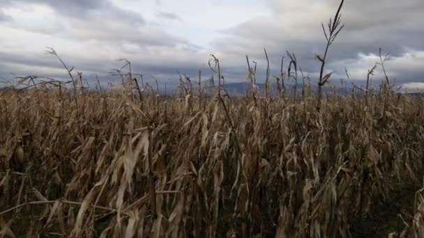 Milho Não Colhido Campo Nas Montanhas — Vídeo de Stock