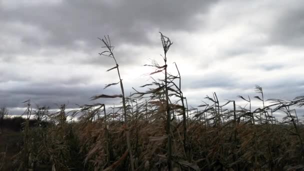 Unharvested Corn Field Mountains — Stockvideo