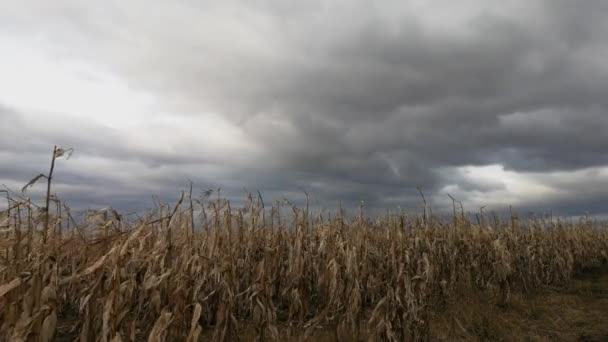 Tidsforskyvning Landskap Med Uhøstet Mais Eng Fjellene – stockvideo