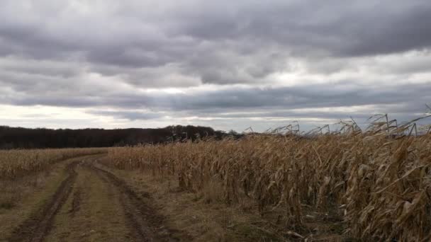 Timelapse Landscape Unharvested Corn Field Mountains — Stock Video