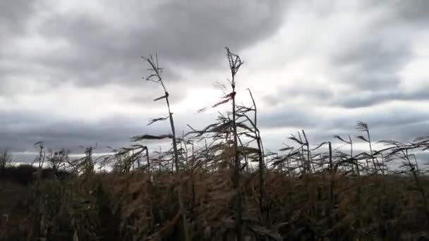 Timelapse Krajobrazu Niezbieranej Kukurydzy Polu Górach — Wideo stockowe