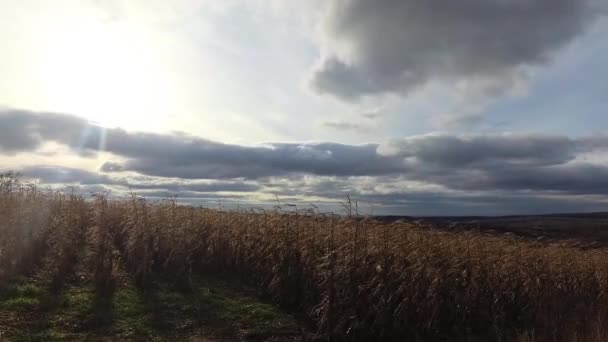 山の中の畑に収穫されていないとうもろこしのある風景のタイムラプス — ストック動画