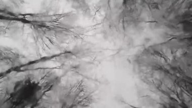 Kayın ağaçlarının tacı arka planda ıslak camlar ardında hareket ediyor.