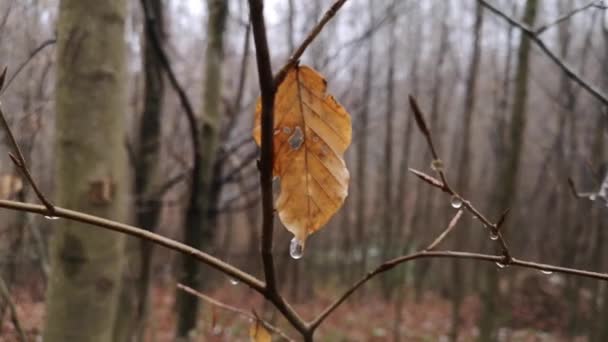 Dağ Ormanlarına Islak Kar Yağıyor — Stok video