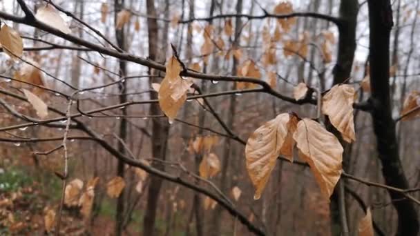 Våt Snö Faller Fjällskogen — Stockvideo