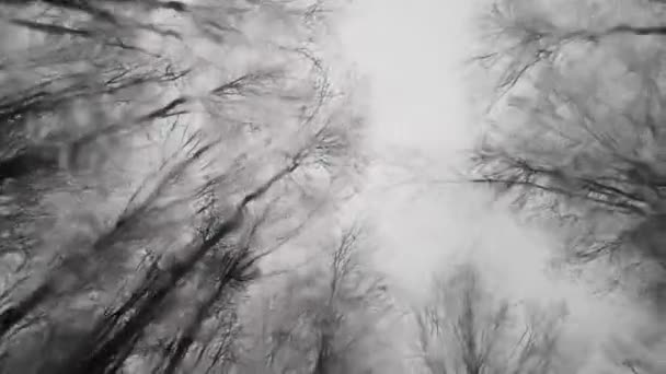 Crown Beech Trees Motion Wet Glass Background — Stockvideo