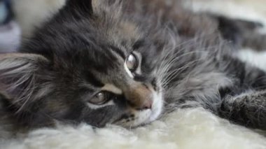 Bir Maine Rakunu 'nun portresi bilye kaplı kedi yavrusu rengi