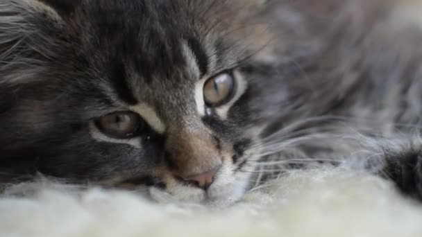 Portret Kociaka Maine Coon Marmurkowym Kolorze — Wideo stockowe