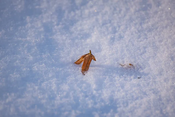Trockenes Blatt Flauschigen Schnee Einem Sonnigen Tag — Stockfoto