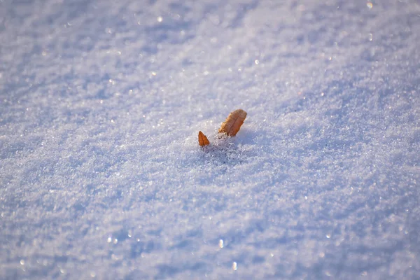 Feuilles Sèches Dans Neige Duveteuse Par Une Journée Ensoleillée — Photo