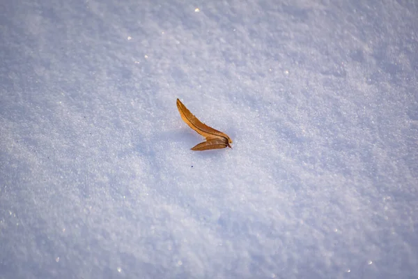 Feuilles Sèches Dans Neige Duveteuse Par Une Journée Ensoleillée — Photo