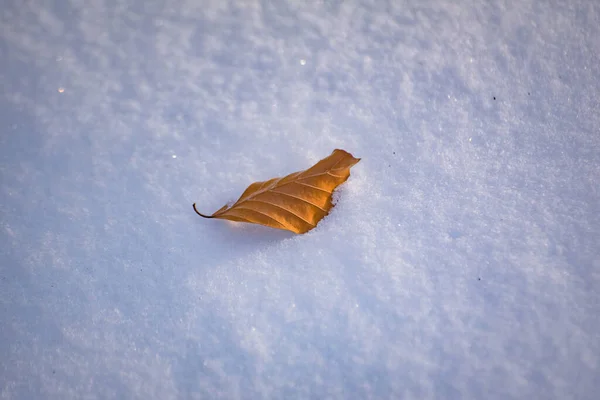Dry Leaf Fluffy Snow Sunny Day — Foto Stock