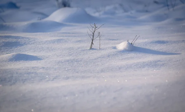 Karpatların Dağ Ormanlarında Yumuşacık Kar Yağar — Stok fotoğraf