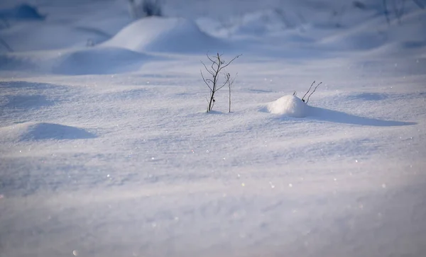 Neve Fofa Texturizada Floresta Montanhosa Dos Cárpatos — Fotografia de Stock