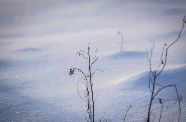 Texturerad Fluffig Snö Karpaternas Fjällskog — Stockfoto