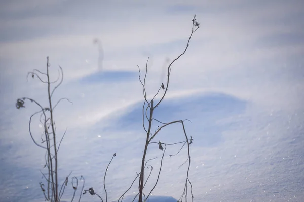 Puszysty Śnieg Teksturowany Górskim Lesie Karpat — Zdjęcie stockowe
