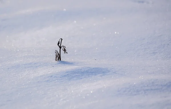 Getextureerde Pluizige Sneeuw Het Bergwoud Van Karpaten — Stockfoto