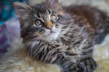 Bir Maine Rakunu 'nun portresi bilye kaplı kedi yavrusu rengi