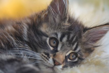 Bir Maine Rakunu 'nun portresi bilye kaplı kedi yavrusu rengi