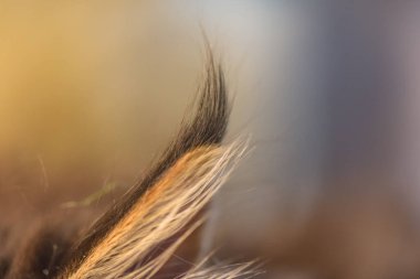 Bir rakun kedinin kulağının yakın çekimi.