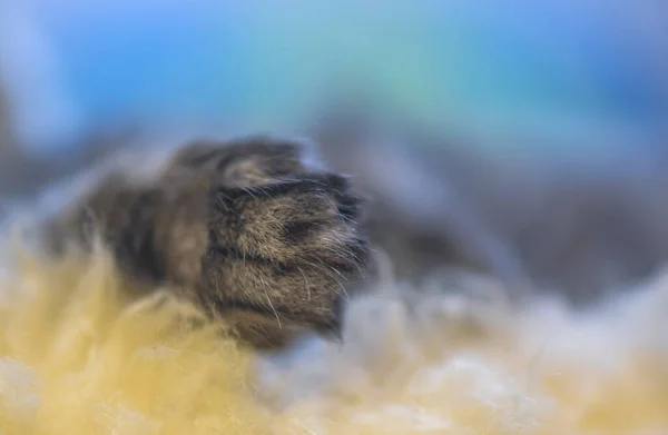 ふかふかのクマの子猫の足の終わり — ストック写真