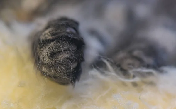 Close Fluffy Paw Maine Coon Kitten — стоковое фото