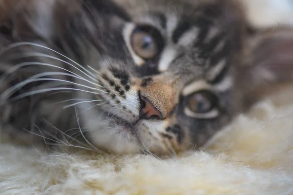 Close Maine Coon Kitten Face — стокове фото