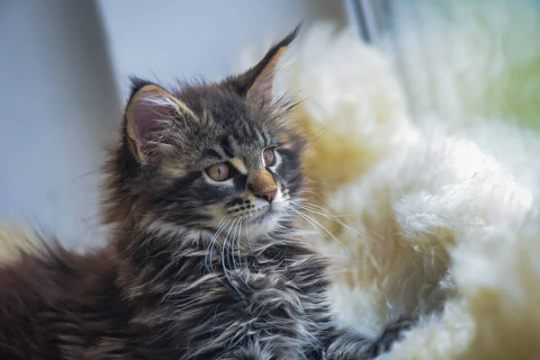 メインコーン子猫の大理石の色の肖像画 — ストック写真