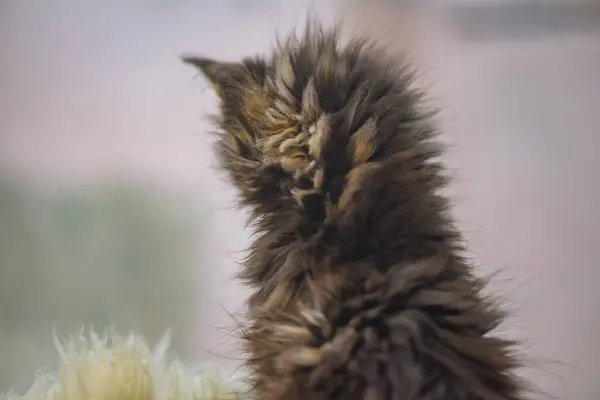 缅因州的小猫咪在窗边淋雨 — 图库照片