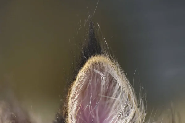 Close Maine Coon Kitten Ear — 图库照片