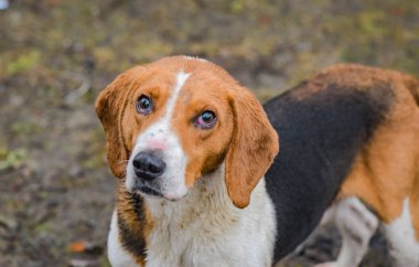 Estonya av köpeği portresi.