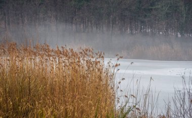 Sisin içinde donmuş bir gölde çalılıklar.