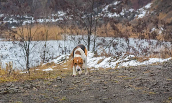 Porträt Eines Jagdhundes Estnische Hunderasse — Stockfoto