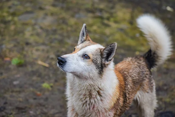 Retrato Cão Caça Raça Husky — Fotografia de Stock