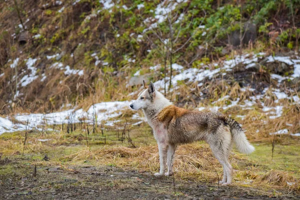 Retrato Cão Caça Raça Husky — Fotografia de Stock