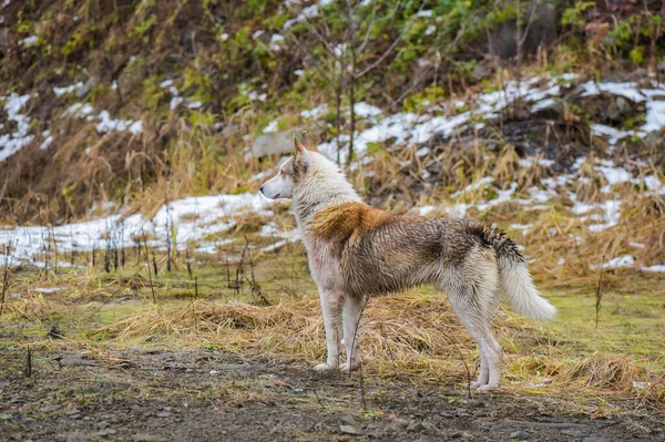 Ritratto Cane Caccia Della Razza Husky — Foto Stock