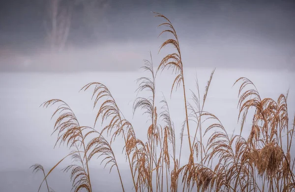 Schilfdickicht Auf Einem Zugefrorenen See Nebel — Stockfoto