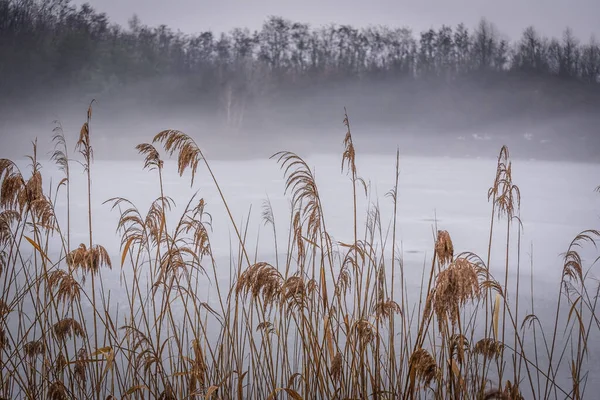 Reed Thickets Winter Frozen Lake Fog — Stock Photo, Image