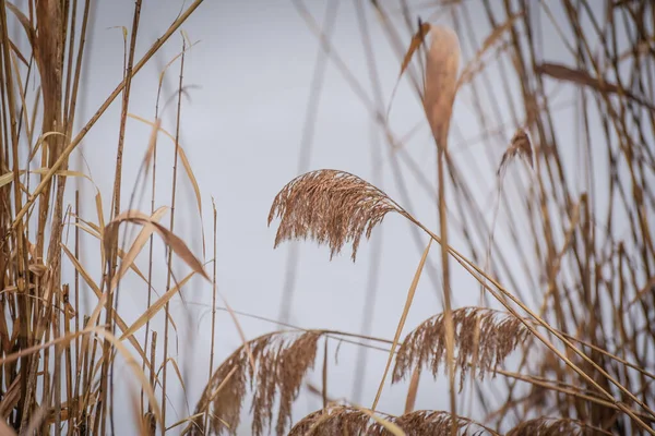 Rietstruiken Een Winter Bevroren Meer Mist — Stockfoto