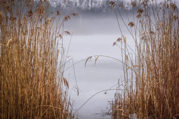 Reed Moitas Lago Congelado Inverno Nevoeiro — Fotografia de Stock