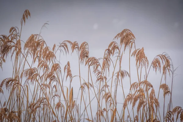 Reed Thickets Winter Frozen Lake Fog — Foto Stock