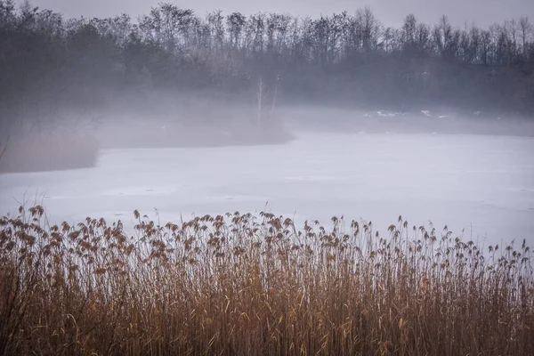 Reed Thickets Winter Frozen Lake Fog — Stockfoto