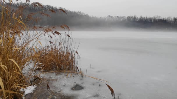 Timelapse Winter Landscape Frozen Lake Thickets Reeds — Stockvideo