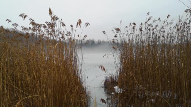 Timelapse Winter Landscape Frozen Lake Thickets Reeds — Video Stock