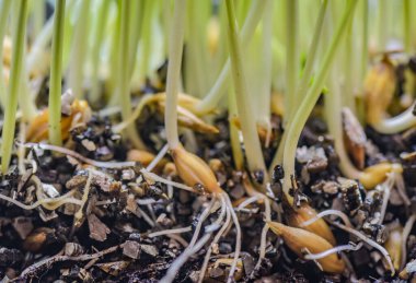 Toprakta filizlenmiş buğday tanelerinin yakın çekimi