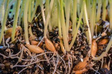 Toprakta filizlenmiş buğday tanelerinin yakın çekimi