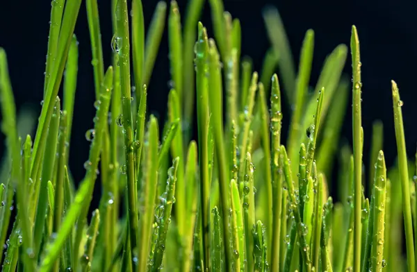 Giovane Erba Verde Con Gocce Rugiada — Foto Stock