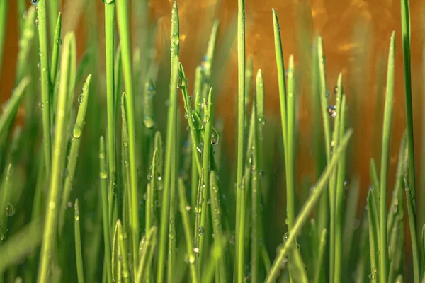 Jeune Herbe Verte Avec Gouttes Rosée — Photo