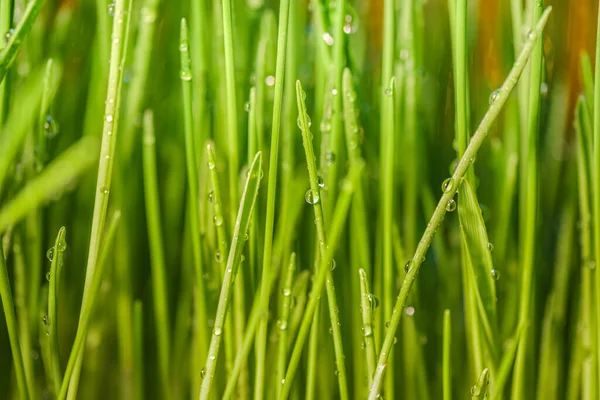 Giovane Erba Verde Con Gocce Rugiada — Foto Stock